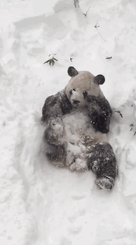 熊猫 卖萌 雪地 玩耍