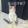 萌宠 猫星人 我以后不害怕了 不敢了 搞怪 呆萌