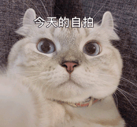 萌宠 猫星人 今天的自拍 自恋 呆萌 可爱