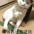 等等 猫 有话说