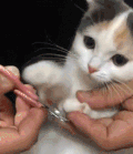 猫咪 小爪子 剪指甲 可爱