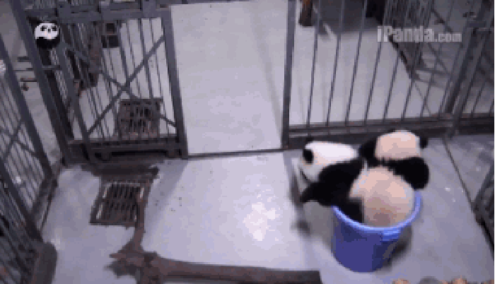 水桶 熊猫 可爱 搞笑
