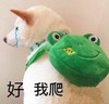 萌宠 汪星人 好 我爬 呆萌 可爱