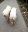 猪猪 走路 扭屁股 搞笑