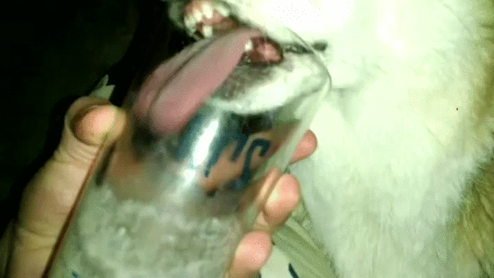 柯基 corgi