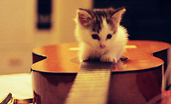 猫 吉他 可爱极了 可爱的动物 可爱的小猫在吉他上玩