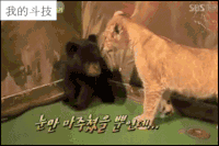 阴阳师 表情包