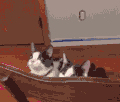 猫咪 喵星人 搞笑 可爱 淘气