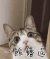 一脸懵逼 猫咪 萌呆 可爱