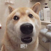 萌宠 猫星人 啊 好奇 呆萌 可爱