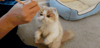 喂食 可爱 猫咪 萌 卖萌 喵星人