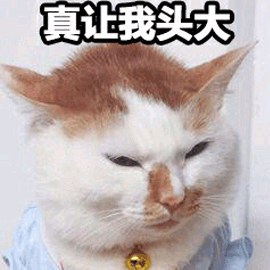 真让我头大 猫