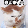 真让我头大 猫