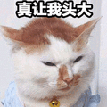 真让我头大 猫