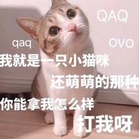 猫咪 歪头 我就是一只小猫咪 打我呀