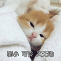 弱小 可怜 无助 猫