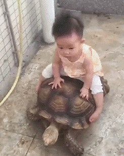 宝贝 骑龟 会玩 搞笑