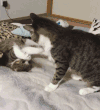 猫咪 喵星人 搞笑 可爱 淘气