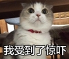 我受到了惊吓 惊呆发呆 害怕惊讶 吓呆吓傻吓怕