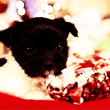 小狗 动物 狗 圣诞节 玩 圣诞动物 包装纸 vute