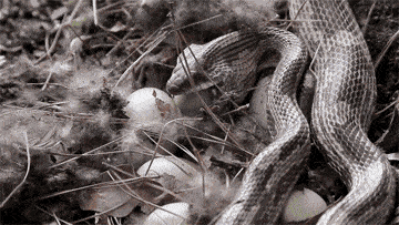蛇 蛋 吃掉 嘴巴