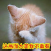 这画面太美 我不敢看 猫咪 捂脸