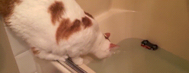 猫咪 谁在使坏 推下水 搞笑