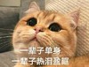 猫咪 喵星人 一辈子单身热泪盈眶 仰望 斗图 搞笑