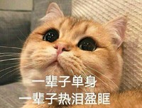 猫咪 喵星人 一辈子单身热泪盈眶 仰望 斗图 搞笑