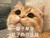 猫咪 喵星人 一辈子单身热泪盈眶 仰望 斗图 搞笑