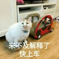 喵星人 可爱 搞笑猫咪 来不及解释了快