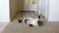小猫 飞机 可爱 玩耍