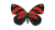 蝴蝶效应 蝴蝶 变换The+Butterfly+Effect