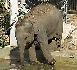 大象 小象