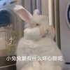 萌宠 兔子 小兔子能有什么坏心眼 无奈 呆萌 可爱