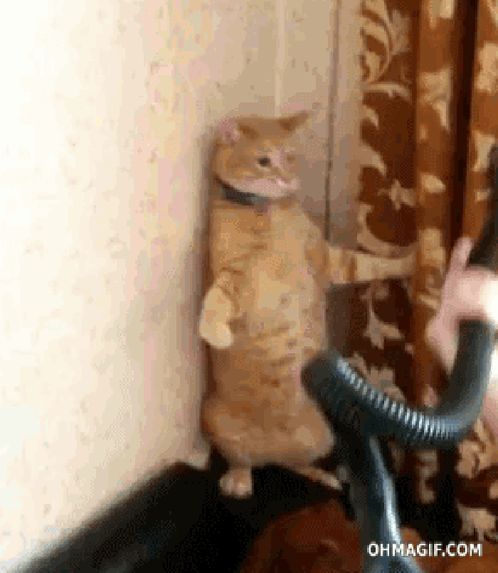 小猫 嫌弃 吸尘器 窗帘