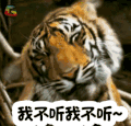 动物 萌宠 我不听 不听 抓狂 拒绝 soogif soogif出品