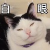 萌宠 猫星人 白眼 难受 呆萌 可爱