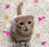 沙雕 逗 搞笑 文字表情包 蠢萌