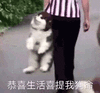 沙雕 沙雕图 搞笑表情包 沙雕表情包