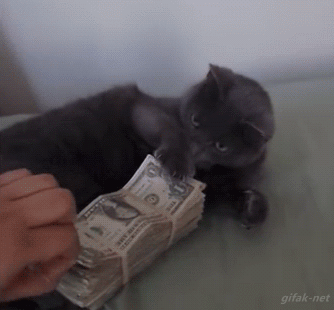 猫咪 偷拿钱 不让你拿 太逗了