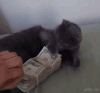 猫咪 偷拿钱 不让你拿 太逗了