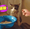 萌宠 猫咪 不敢吃 好玩