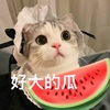萌宠 猫星人 好大的瓜 惊呆 呆萌 可爱