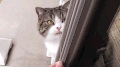 喵星人 猫咪 可爱 萌宠