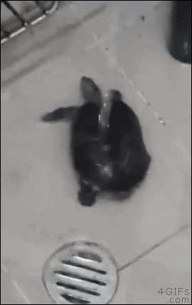 乌龟gif动态图片,洗澡魔性扭起来动图表情包下载