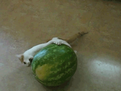 西瓜 猫 玩 可爱