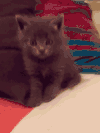 猫咪 惊恐 可爱 呆萌