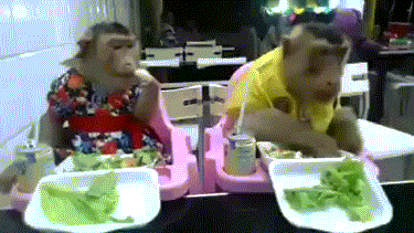猴子 吃 晚餐 餐馆