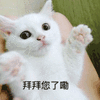 沙雕猫 猫咪 猫 可爱猫 猫表情包 猫咪表情包 小猫